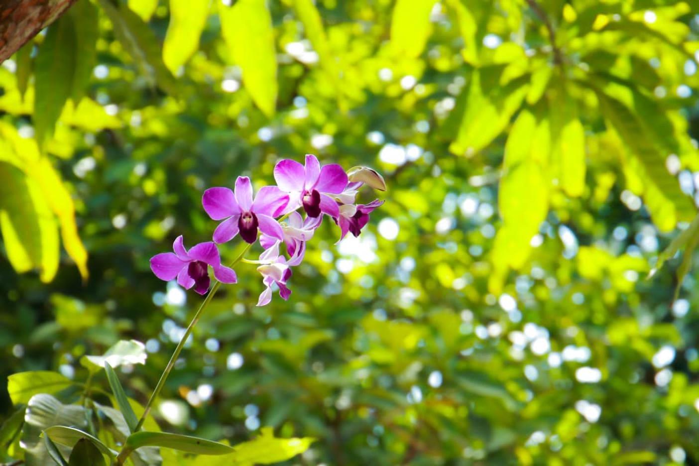 Rainforest Lodge, Deniyaya Singheraja 外观 照片
